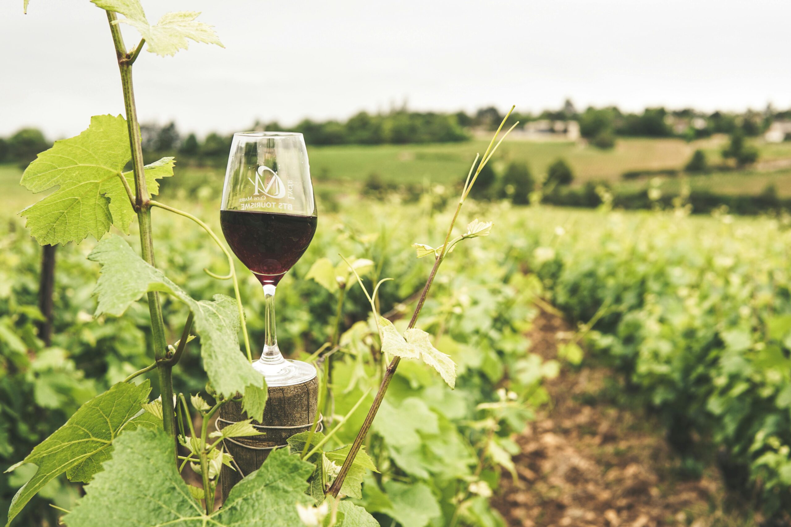 An image symbolizing terroir - a wine glass in a vineyard.