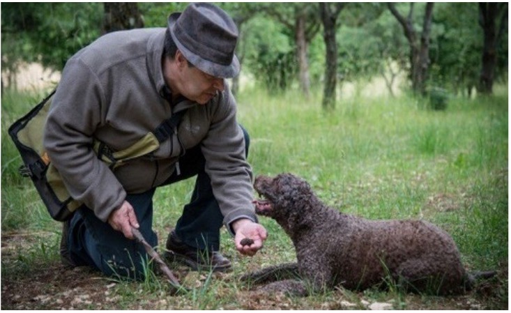 Truffle dog and hunter